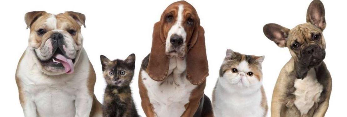 Memorial Drive Veterinary Clinic