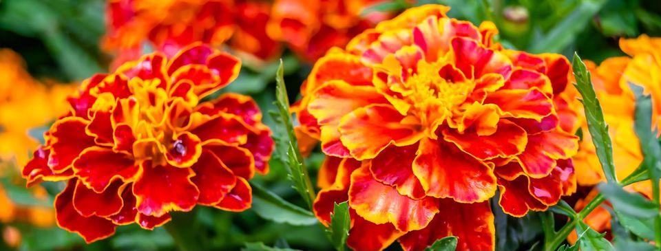 Stadler Nurseries