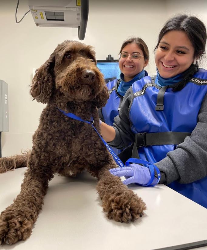 Veterinary Emergency Group