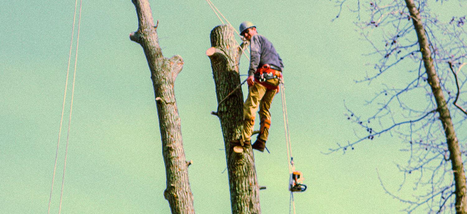The Whole 9 Tree Service